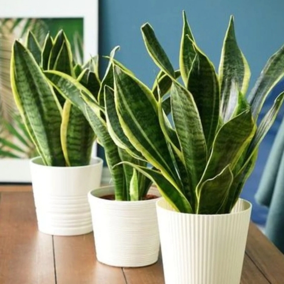 💎TEE IS LIVE💎 - Meet your Posher,Tiffany aka Tee'd Up Threadz-SHARE ME!Like Me ✅ - Picture 10 of 15